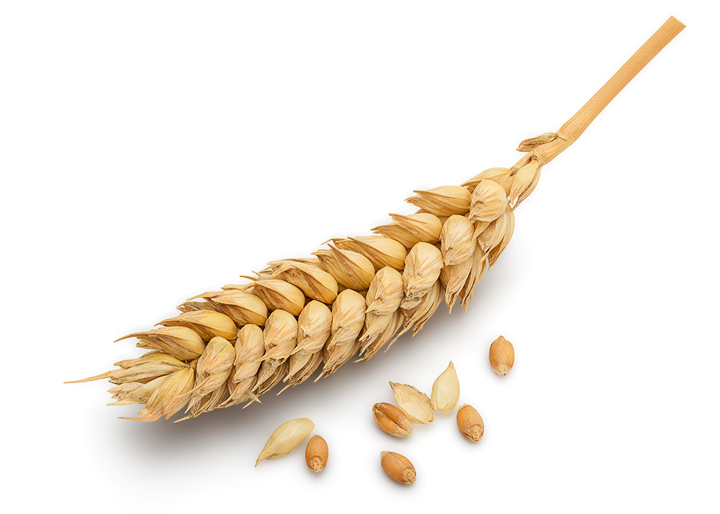 Efficient and Nutritious Feed