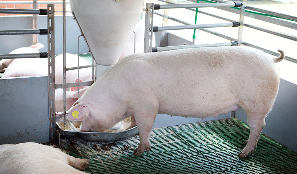 Antibiotic use in raising hogs