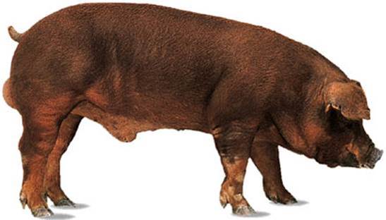 Duroc